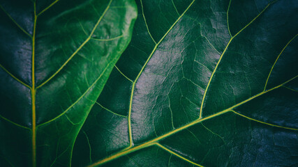 Close up of vibrant green fiddle leaf fig leaves showcasing natural beauty and harmony