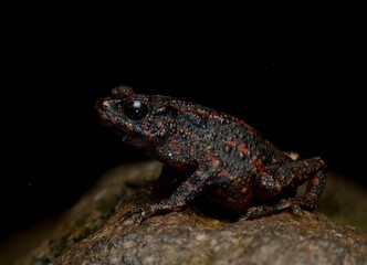 The rare and endemic Javanese frog 