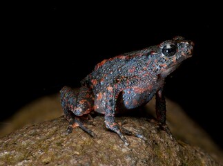The blood frog, which is endemic to Java and is very rare, is photographed in the Pangrango Mountains.