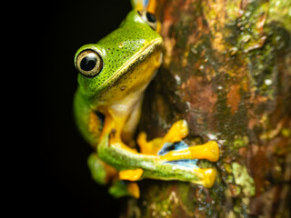 Green flying frog Rhacophorus reinwardtii on the tree near the mountains pangrango 