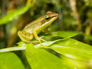 Tree frog on a leaf found inside mountain of pangrango west java Indonesia 