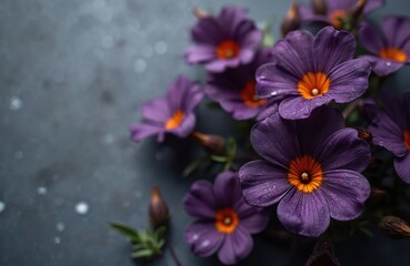 Close up photo of elegant purple flowers with orange centers. Delicate petals covered in water droplets. Dark grey textured background. Focus on nature and beauty.