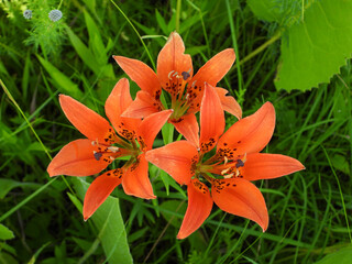 Lilium philadelphicum - aka Wood Lily, Western Orange-cup Lily, and Western Red Lily - Native Prairie Wildflower in Bloom