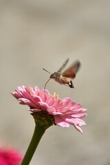 A hawk moth hovers over a flower and extracts nectar with its long proboscis Macro nature flora and fauna