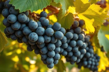 Fototapeta premium Ripe blue-black grapes on the vine, covered with natural bloom, detailed view of smooth texture and warm sunlight filtering through leaves. Generative AI
