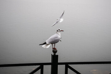 Gull