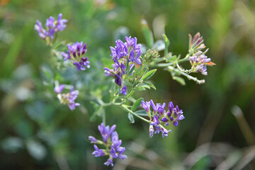 Naklejka premium Alfalfa is a perennial herbaceous plant of the legume family a forage crop with blue flowers autumn flora nature