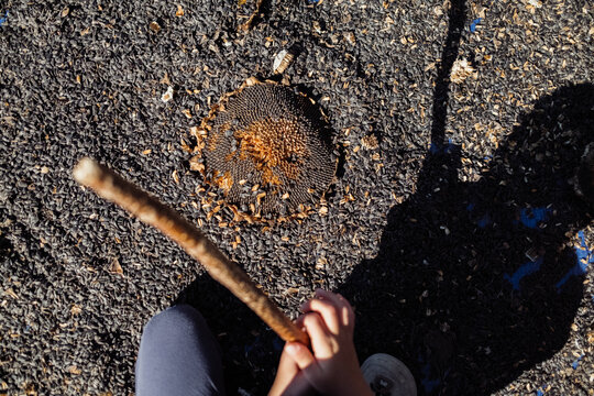 Boy threshing sunflower seeds hand with stick, hitting dry flower heads outdoors