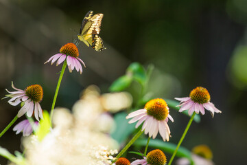 A yellow and black butterfly delicately perches on a purple coneflower in a sunlit garden, surrounded by soft-focus blooms and greenery against a dark, blurred background.
