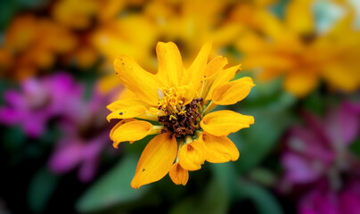 yellow and orange flowers (Zinnia angustifolia) in the garden