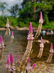 background, beautiful, beauty, bloom, blooming, blooming celosia, blossom, botanical, celosia argentea, celosia cristata, close-up flower, closeup, cockscomb, cockscomb flower, color, colorful, flora,