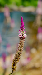 Celosia argentea flower with nature background, Thailand.