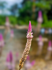 Celosia argentea flower with nature background, Thailand.