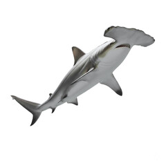 hammerhead shark isolated on transparent background