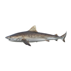 Obraz premium tiger shark isolated on transparent background