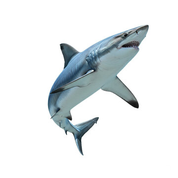 mako shark isolated on transparent background