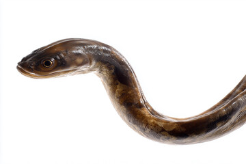 Obraz premium Freshwater eel, detailed texture, natural body curves, white background