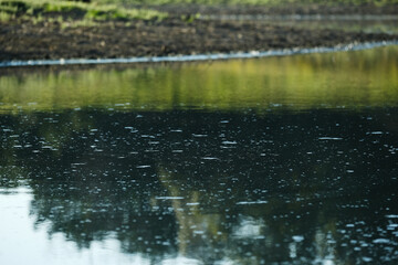 Calm pond water with reflection in nature, copy space on environment background.
