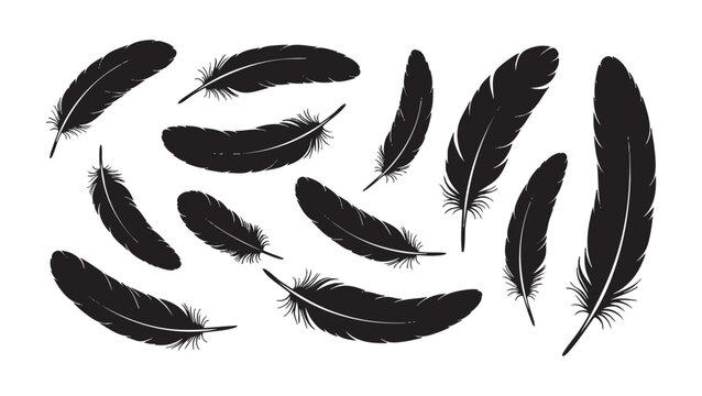 Collection of black silhouettes of natural bird or crow feathers