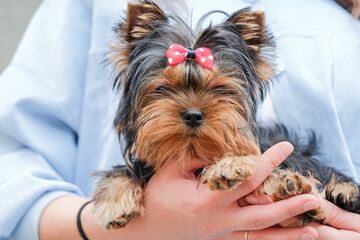 Woman tenderly holding small Yorkshire terrier dog in her arms