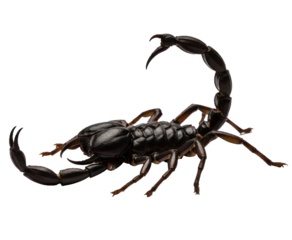 A black scorpion with a white background.