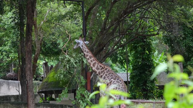 Giraffe eating in the zoo