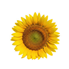 Fototapeta premium Bright yellow sunflower in full bloom, professionally photographed with studio lighting, meticulously isolated on a crisp white background, highlighting its natural beauty