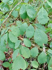green leaves on the ground