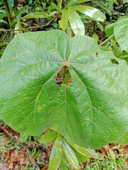 ladybird on leaf