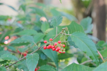 red berries on a branch