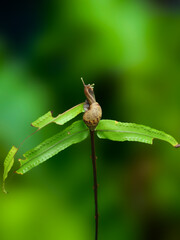 Snail crawling on a green leaf in the rainforest of Thailand