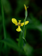 Close up of yellow iris flower (Iris pseudacorus)