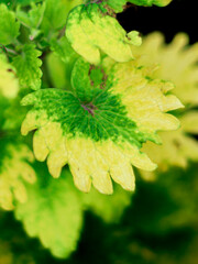 Coleus or Painted Nettle, Green leaves background.