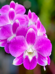 Beautiful purple orchids in the garden, Phalaenopsis