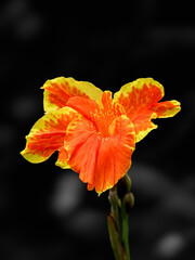 Orange and yellow canna lily flower isolated on black background.