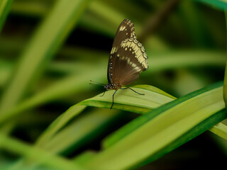 Butterfly on a green leaf in a botanical garden.
