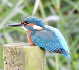 Kingfisher on post