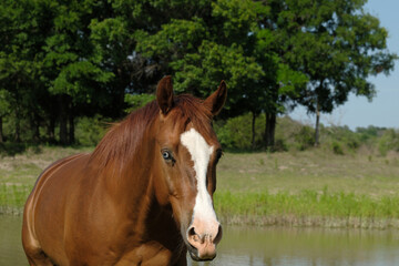 Obraz premium Sorrel horse in rural Texas field with pond water in background during spring season on farm.