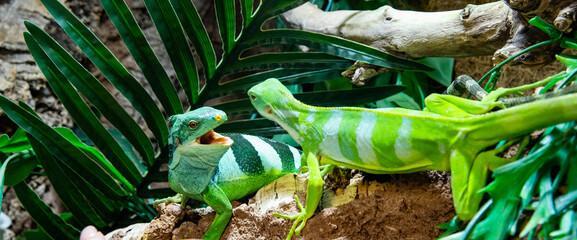 Large gliding lizard, a bright green striped iguana with its mouth open, displaying a threatening...