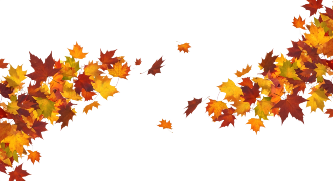 Scattered autumn maple leaves in various fall colors, isolated on transparent background