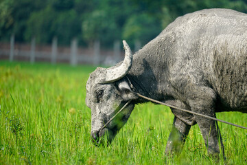 Close-up of a buffalo's head eating grass in a verdant field, tied with a rope