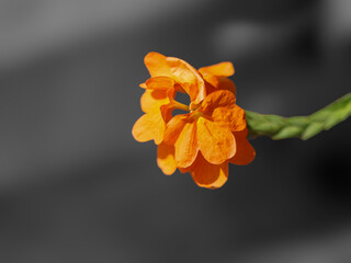 Orange flower or Firecracker flower on a black background. Shallow depth of field.