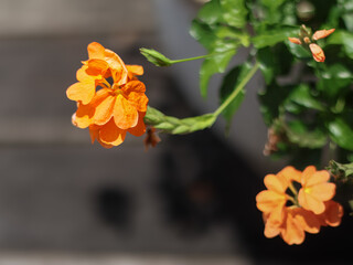 Orange flower or Firecracker flower on a black background. Shallow depth of field.