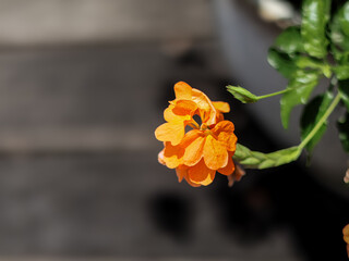 Orange flower or Firecracker flower on a black background. Shallow depth of field.
