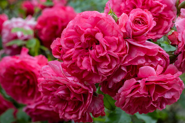 lots of big pink roses