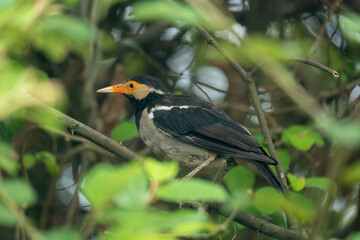 Myna bird hidden amongst leafy branches, focused shot