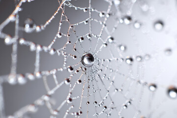 Spider web covered with morning dew, sparkling water drops reflecting light, isolated on white background