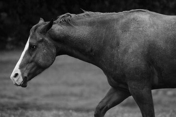 Horse walking with ears penned in black and white farm scene.