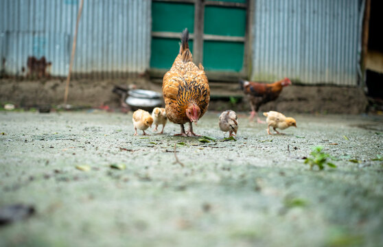 A hen and her chicks forage in a rustic yard