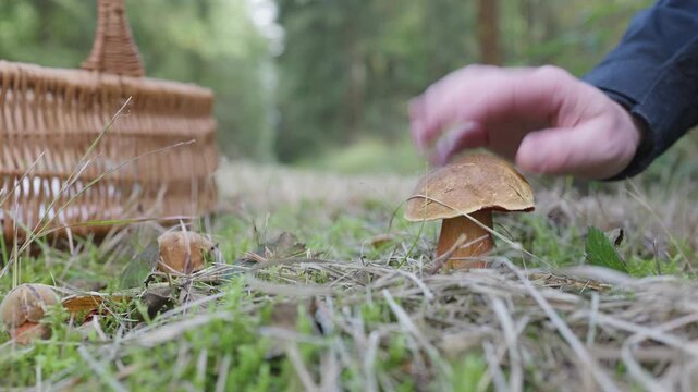 Scarletina Bolete (Neoboletus luridiformis) Foraging and Cleaning in Forest